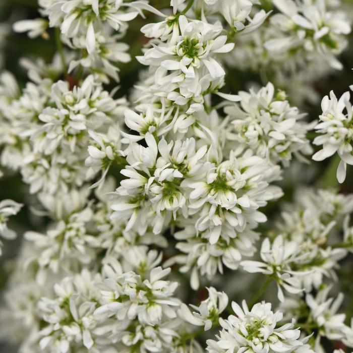 'Flurry' - Euphorbia hypericifolia from Holmquest Farms
