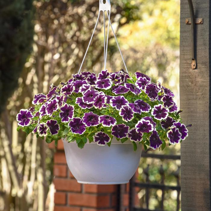 SureShot&trade; Blueberries and Cream - Petunia from Holmquest Farms