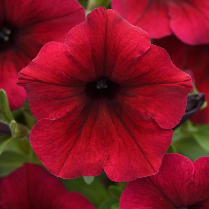 SureShot&trade; Dark Red - Petunia from Holmquest Farms