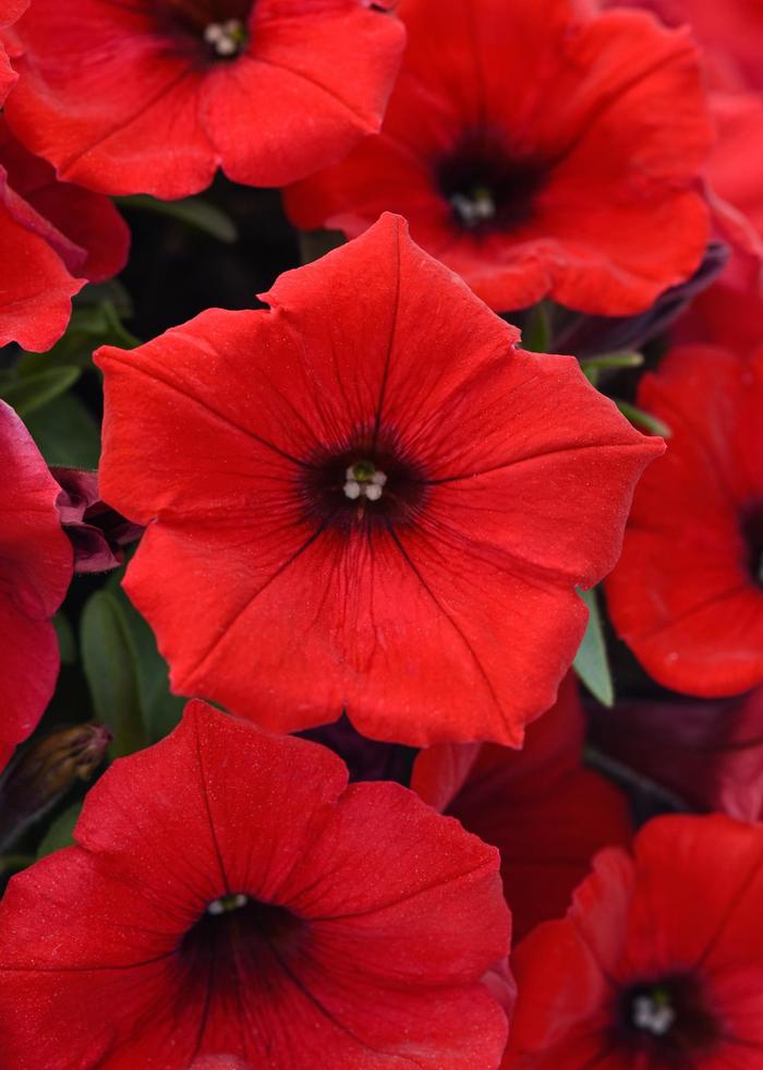 SureShot&trade; Red - Petunia from Holmquest Farms