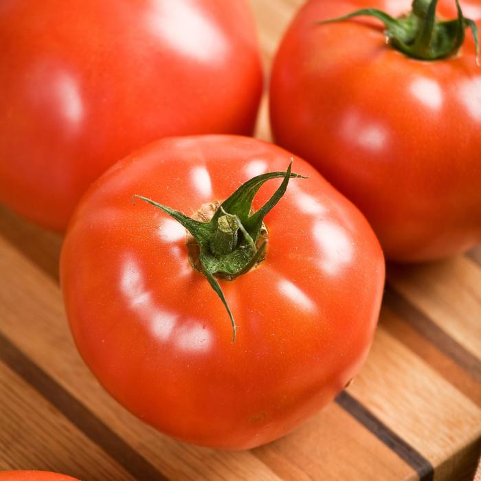 'Celebrity' Tomato - Lycopersicon esculentum from Holmquest Farms