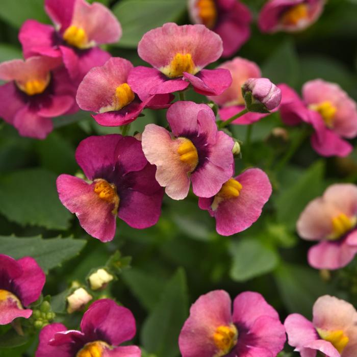 Whimsy&trade; Orange Sunset - Nemesia fruticans from Holmquest Farms