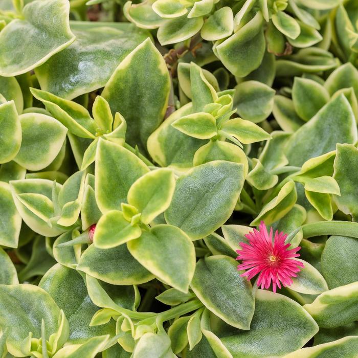 ''Mezoo&trade; Trailing Red'' - Dorotheanthus bellidiformis from Holmquest Farms