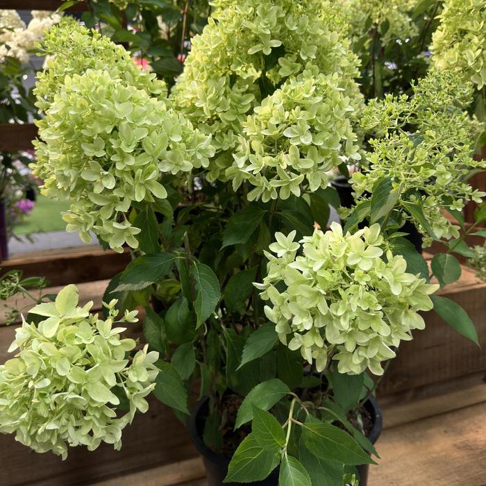 'Skyfall' - Hydrangea from Holmquest Farms