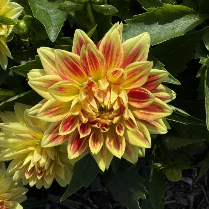 Hypnotica&reg; 'Candy Corn' - Dahlia from Holmquest Farms