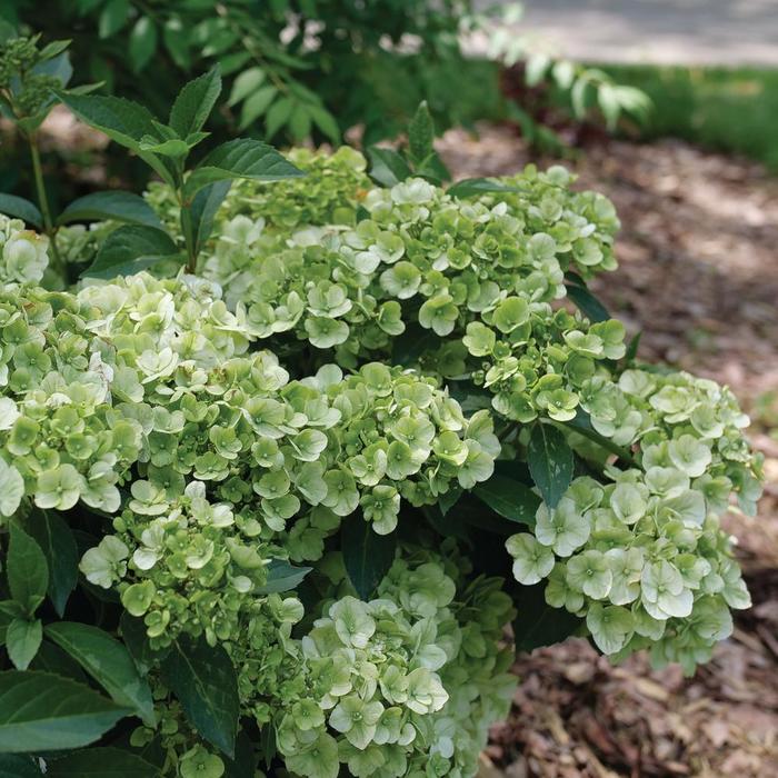 Fairytrail&reg; Green Cascade Hydrangea - Hydrangea from Holmquest Farms