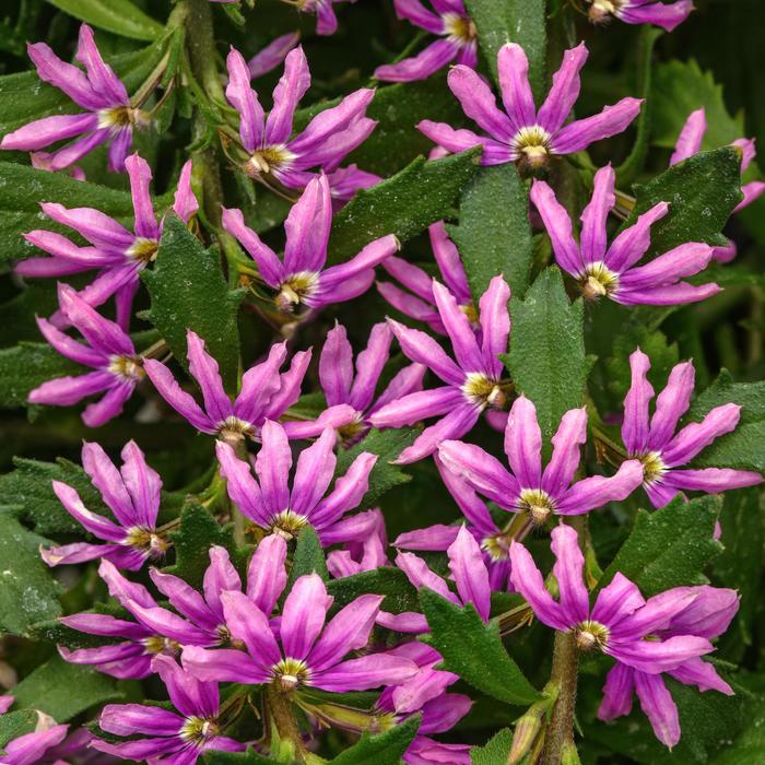 'Pink Brilliance' Fan Flower - Scaevola from Holmquest Farms