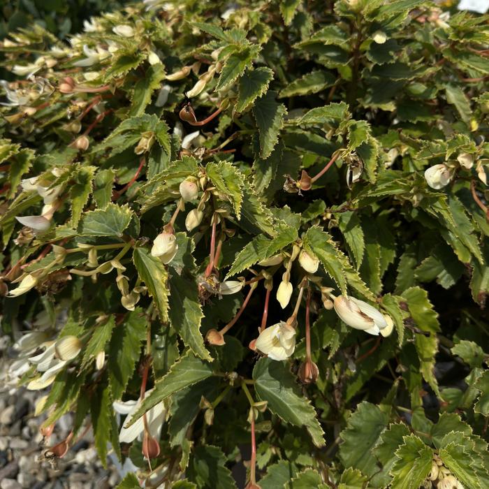 'Groovy White' - Begonia boliviensis from Holmquest Farms