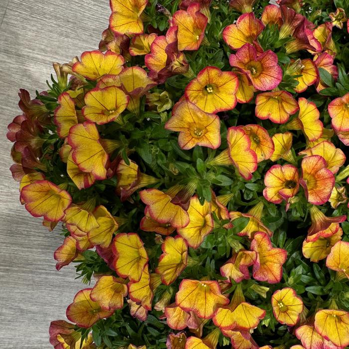 MiniFamous&reg; 'Uno Ember Eclipse' - Calibrachoa (Trailing Petunia) from Holmquest Farms