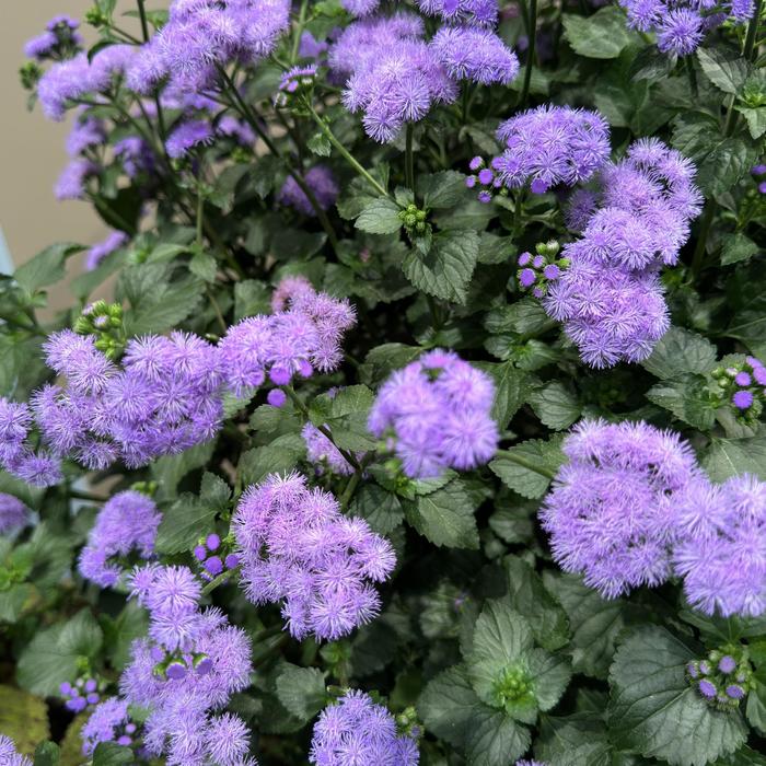 Monarch Magic&trade; Floss Flower - Ageratum houstonianum from Holmquest Farms