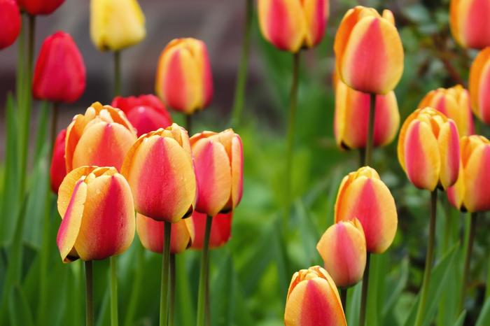 Tulip - Tulipa from Holmquest Farms