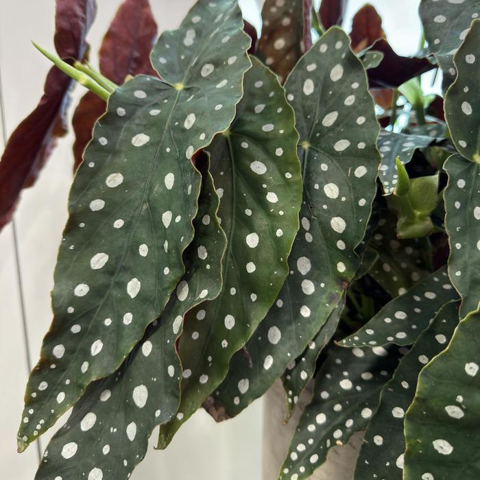  - Begonia maculata from Holmquest Farms