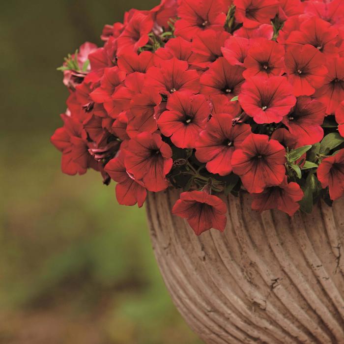 Surfinia&reg; 'Heavenly Deep Red' - Petunia from Holmquest Farms