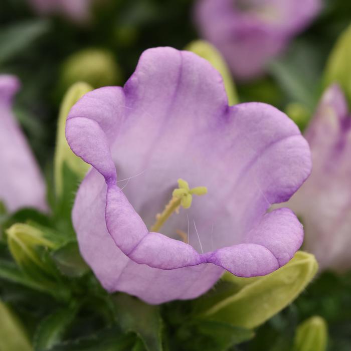 Campanella&trade; Lavender Canterbury Bells - Campanula medium from Holmquest Farms
