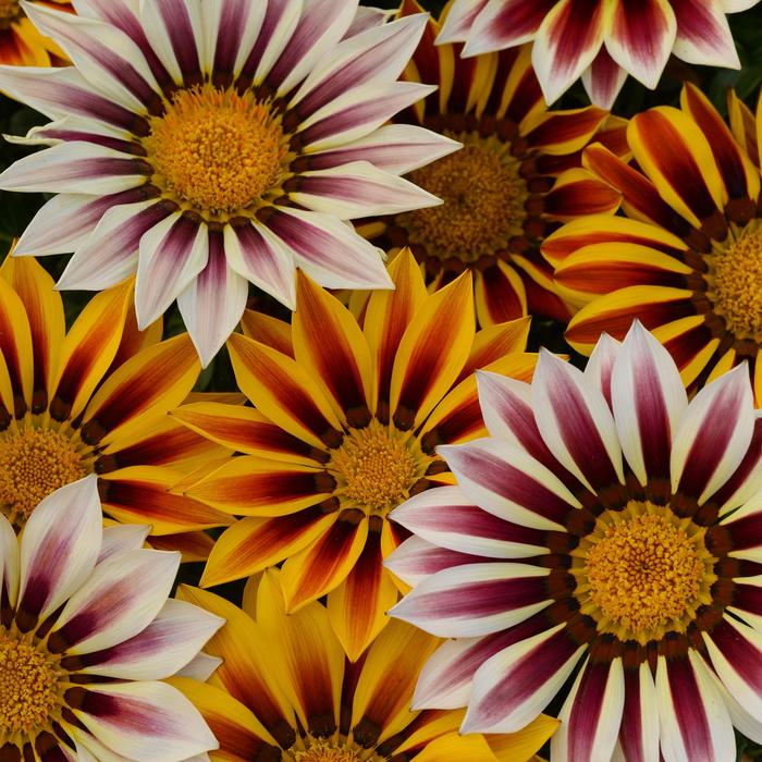 New Day&reg; 'Tiger Mixture' - Gazania rigens () from Holmquest Farms