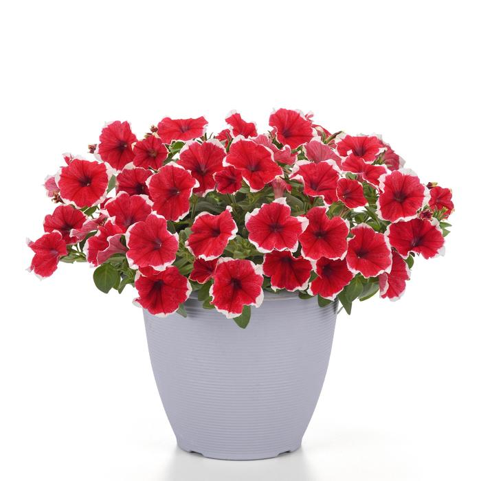 Headliner&trade; Strawberry Picotee - Petunia from Holmquest Farms