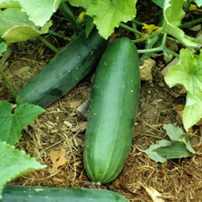 'Garden Sweet Burpless' Bush Cucumber - Cucumis from Holmquest Farms