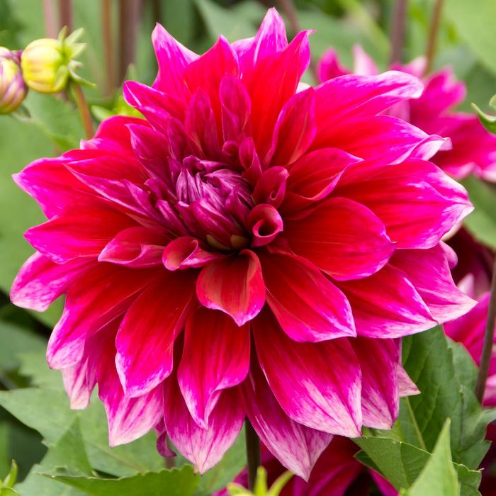 'Babylon Purple' - Dahlia from Holmquest Farms