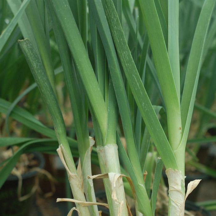 'American Flag' Leek - Allium ampeloprasum from Holmquest Farms