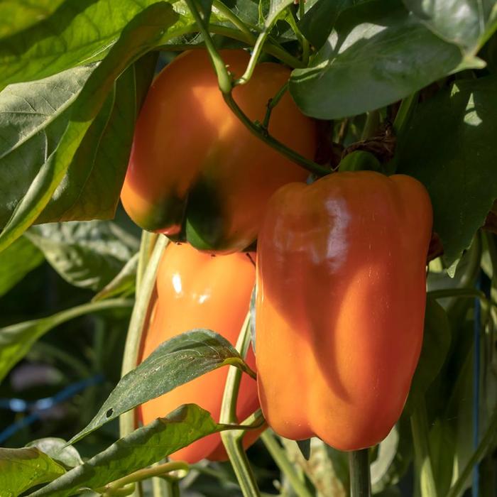 'Sweet Valencia' Pepper - Capsicum annuum from Holmquest Farms