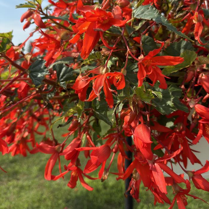 'Groovy Red' - Begonia boliviensis from Holmquest Farms