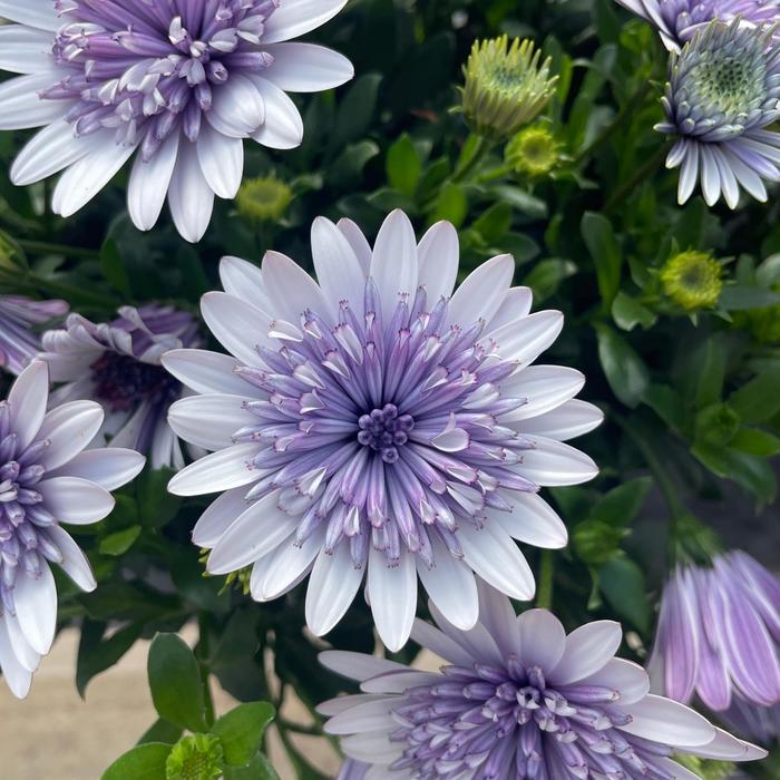 'Blue Ice' African Daisy - Osteospermum from Holmquest Farms