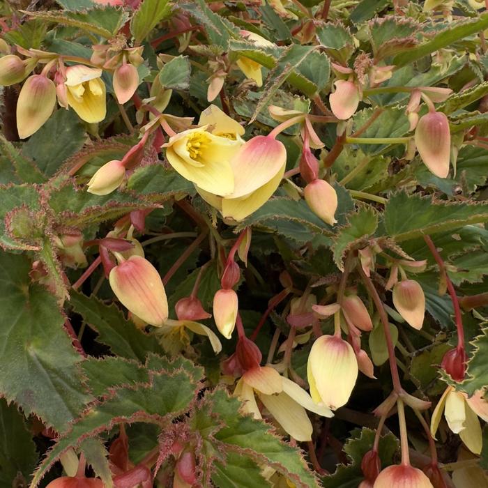 'Groovy Mellow Yellow' - Begonia boliviensis from Holmquest Farms
