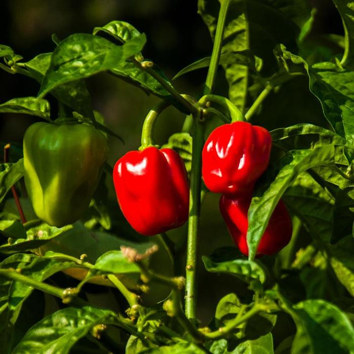 'Red Habanero' Chile Pepper - Capsicum annuum from Holmquest Farms